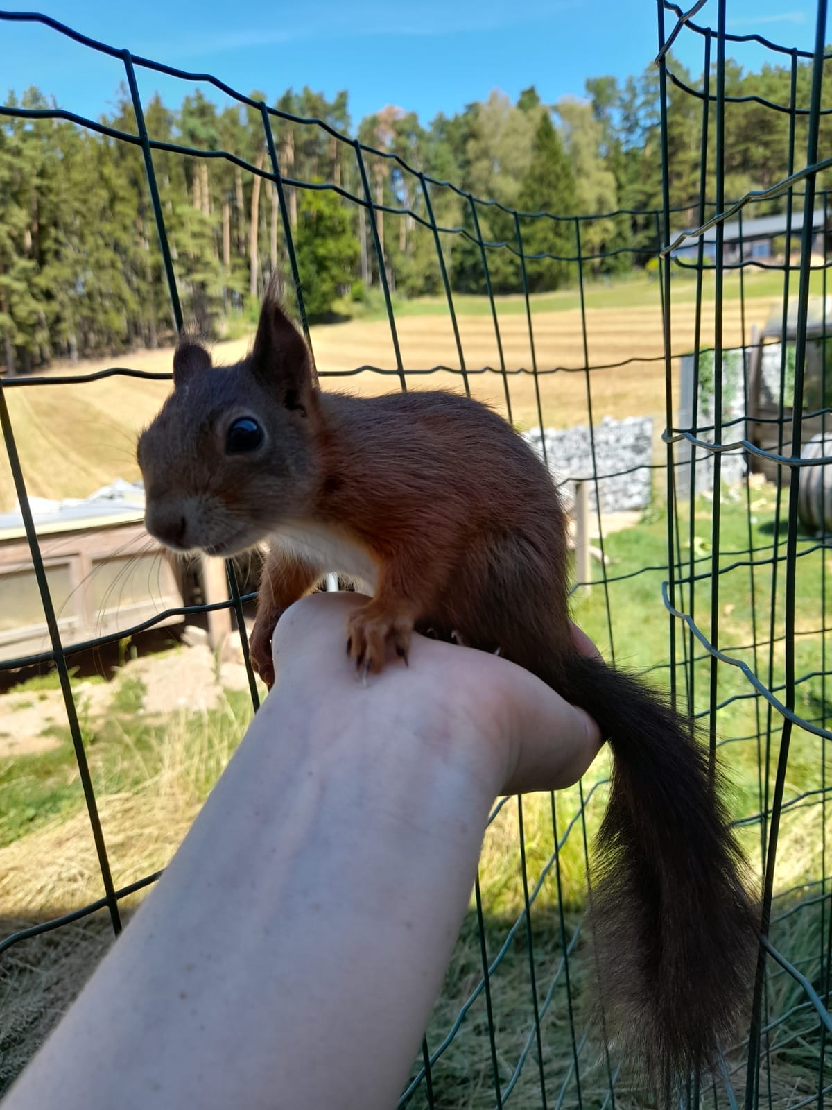 Squirly