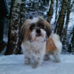 hund_im_schnee